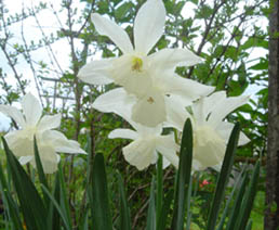 Narcissus triandrus 'Thalia'